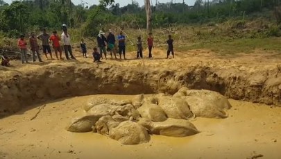 Kilkanaście słoni utknęło w kraterze po bombie