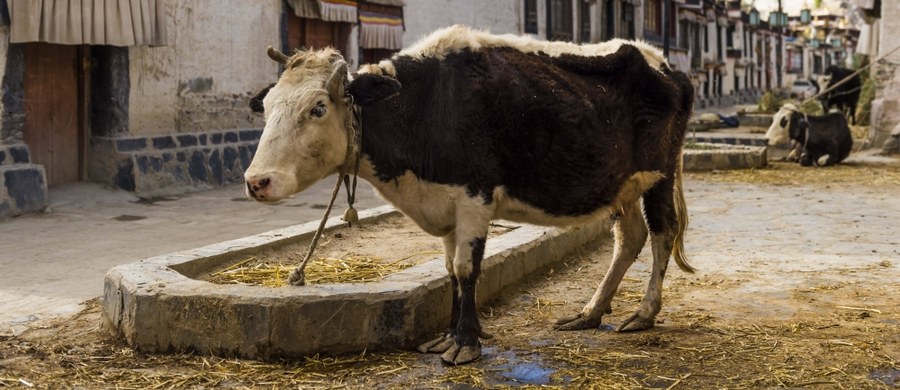 W indyjskim stanie Gudżarat na zachodzie Indii regionalny parlament uchwalił ustawę przewidującą karę dożywotniego więzienia za ubój krów - zwierząt w hinduizmie uznawanych za święte. To pierwszy stan tak surowo karzący za zabicie krowy. 