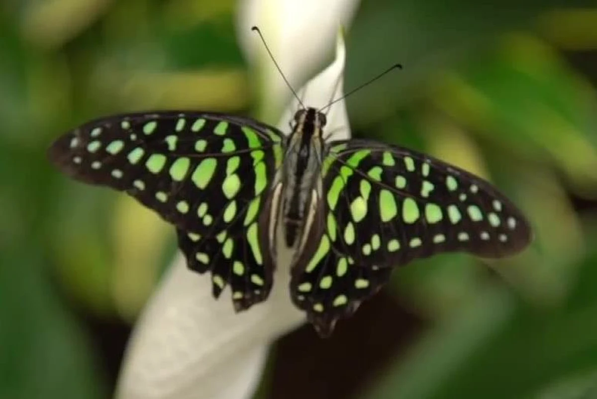 ​Muzeum Historii Naturalnej w Londynie zorganizowało niezwykłą wystawę. W specjalnie przystosowanym namiocie setki egzotycznych motyli z Ameryki Południowej, Środkowej, Azji i Afryki swobodnie krąży wokół zwiedzających.