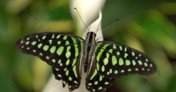 ​Muzeum Historii Naturalnej w Londynie zorganizowało niezwykłą wystawę. W specjalnie przystosowanym namiocie setki egzotycznych motyli z Ameryki Południowej, Środkowej, Azji i Afryki swobodnie krąży wokół zwiedzających.