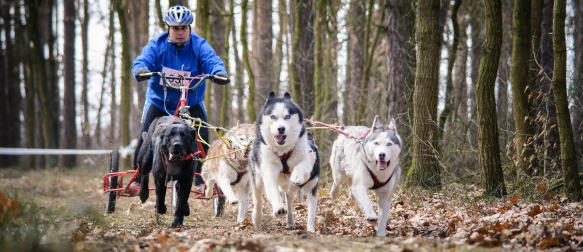 Osiągają prędkość nawet 50 km/h i są traktowane jak sport ekstremalny! Psie zaprzęgi zawitały w ten weekend do podwarszawskiego Wieliszewa gdzie odbędą się zawody Pucharu Świata. Jedną z ekip przygotowującą się do tych zawodów odwiedził nasz reporter Maciej Jermakow.