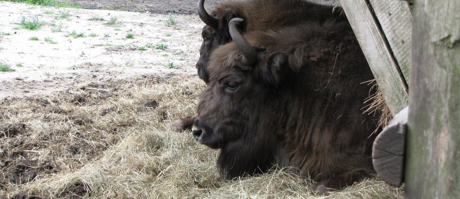 Zarodek żubra metodą in vitro, po raz pierwszy w przypadku tego gatunku, uzyskali naukowcy ze Szkoły Głównej Gospodarstwa Wiejskiego w Warszawie. O osiągnięciu poinformowała rzeczniczka Lasów Państwowych, które finansują te badania.