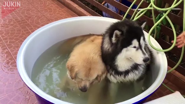 Czas na kąpiel. Podczas gdy jeden z psów starał się zrelaksować w wodzie, drugi był tak podekscytowany, że nie mógł usiedzieć w miejscu.