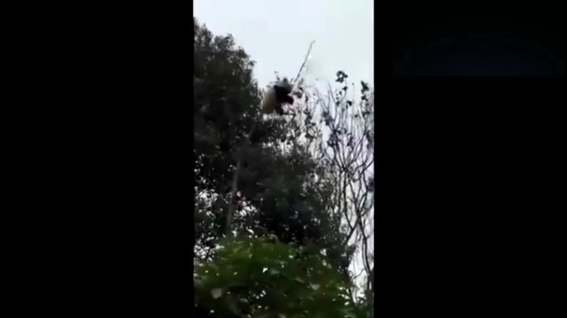 Panda spadła z wysokości kilku metrów z drzewa. Złamała się gałąź, na której siedziała. Opiekun miśka nie zdołał złapać zwierzęcia. Na szczęście okazało się, że nie tylko koty spadają na cztery łapy :)