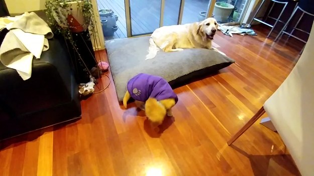 Pewien uroczy pies dostał nowe fioletowe ubranko. Coś mu jednak przeszkadzało. Nie rozpoznał bowiem swojego własnego ogona.