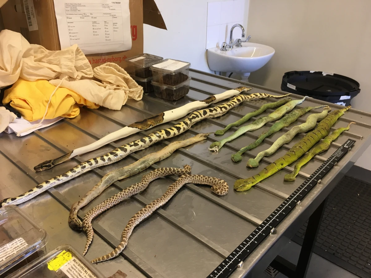 O śmiertelnie groźnej kolekcji pisze prasa w Australii. Pracownicy tamtejszych służb podczas rutynowej kontroli przesyłki znaleźli węże i pająki. Pudełko nadane z Europy Północnej - według opisu - miało zawierać… dwie pary butów. 