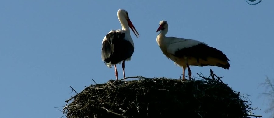 Europejska Wioska Bociania w Pentowie na Podlasiu powoli się zapełnia. Bociany wracają z ciepłych krajów, a to oznacza jedno, że wiosna przyszła do nas na dobre.