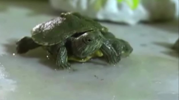 Urodzony w Chinach żółw jest nadzwyczajny! Ma bowiem dwie głowy i sześć płetw. 
Film nakręcono w Taiyuan, w prowincji Shanxi w ubiegłą sobotę. 