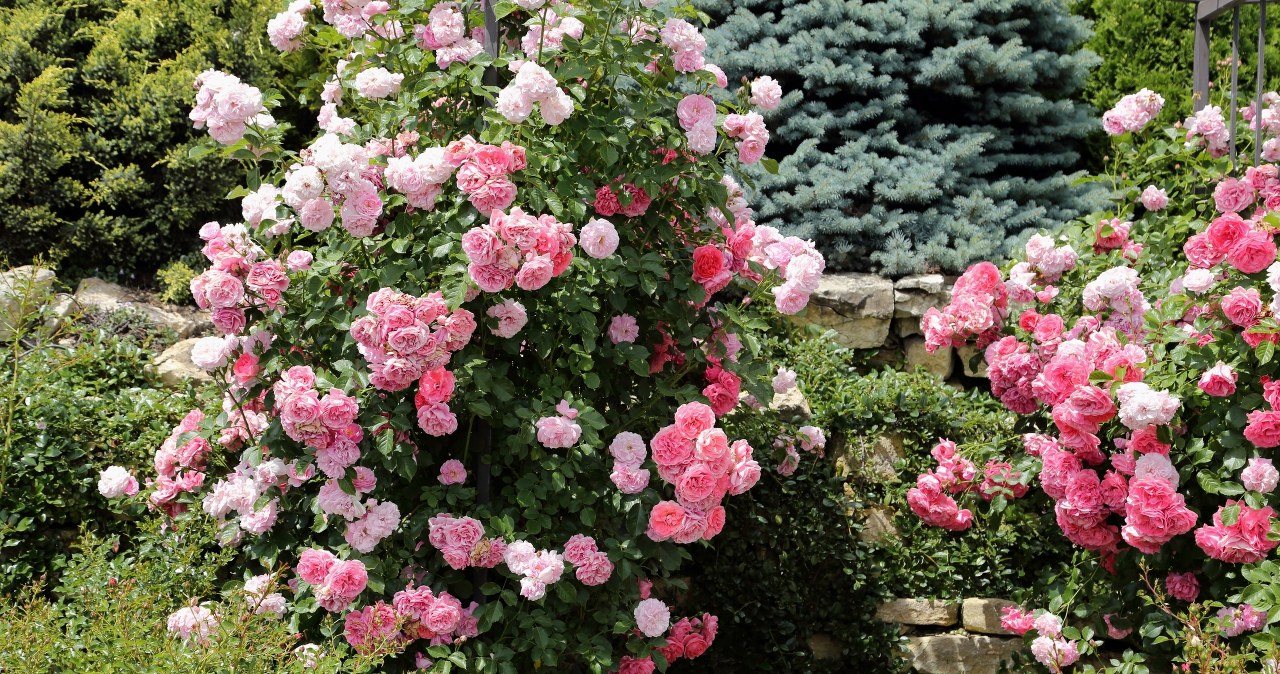 ​Tych błędów róże nie wybaczą. Nie popełniaj ich, jeżeli chcesz mieć piękne kwiaty