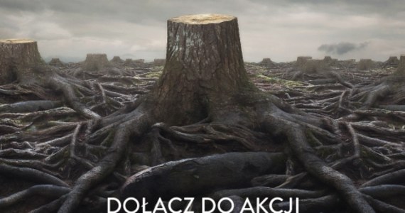 Ma uświadamiać, jak wielkim zagrożeniem jest beztroska wycinka drzew, i zachęcać do sadzenia nowych. Kraków wystartował właśnie z nową społeczną kampanią "Drzewo za drzewo": "Nie wycinaj. Musisz? Posadź nowe".