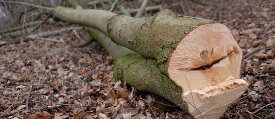 Sejm znowelizował przepisy ustawy o ochronie przyrody. Zaostrzają one obowiązujące od nowego roku prawo dotyczące wycinki drzew. Po zmianie przepisów właściciel nieruchomości będzie musiał zgłosić chęć usunięcia drzewa do urzędu gminy.
Za uchwaleniem nowelizacji ustawy o ochronie przyrody autorstwa PiS głosowało 226 posłów, przeciw było 192, a trzech wstrzymało się od głosu. Teraz nowela trafi do Senatu. 