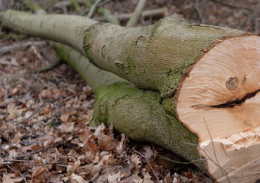 ​Sejm zaostrzył prawo dotyczące wycinki drzew