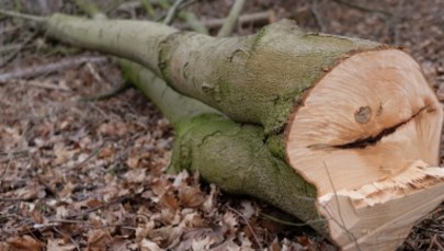 ​Sejm zaostrzył prawo dotyczące wycinki drzew