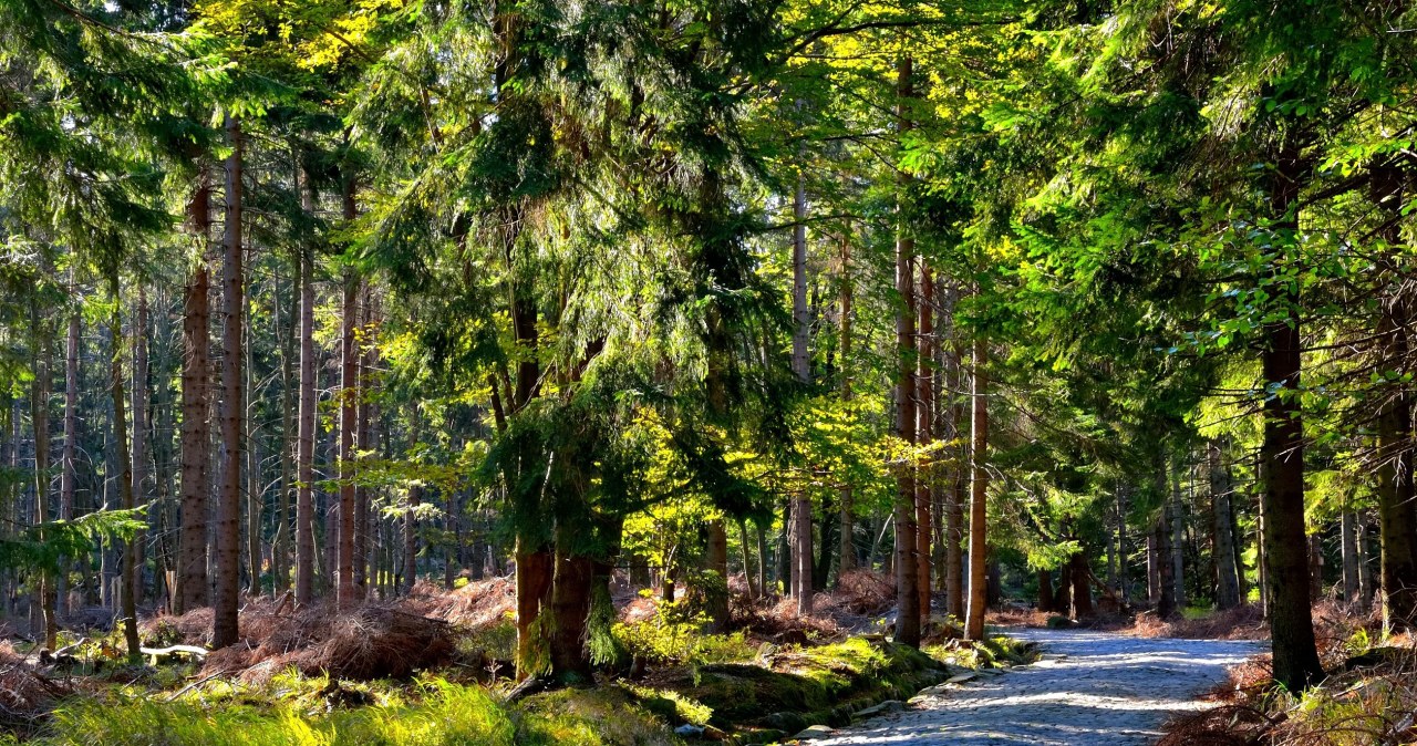 Planujesz wypad w Karkonosze? Uważaj, te szlaki będą zamknięte