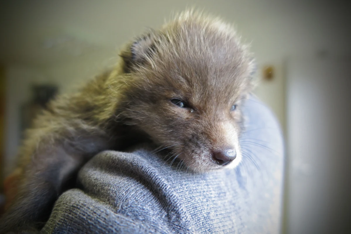 W ręce ludzi trafił, gdy miał zaledwie kilka dni i był ślepym szczeniakiem wielkości dłoni. Przez myśliwego z Kołobrzegu w Zachodniopomorskiem został zidentyfikowany jako kuna i oddany do uśpienia do weterynarza. Stamtąd lisek przywieziony został do fundacji "Dzika Ostoja" w Szczecinie. 