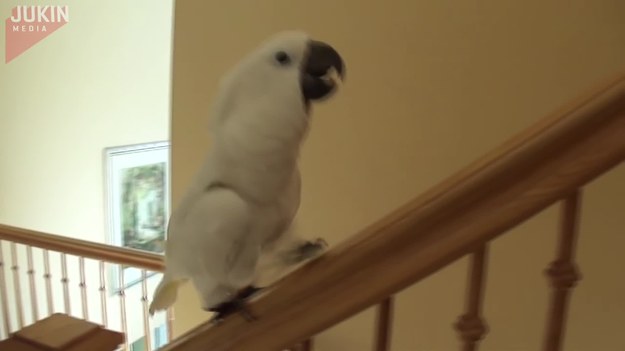 Ta papuga wykorzystała balustradę przy schodach jako... zjeżdżalnię. Wygląda na to, że świetnie się bawiła.  

