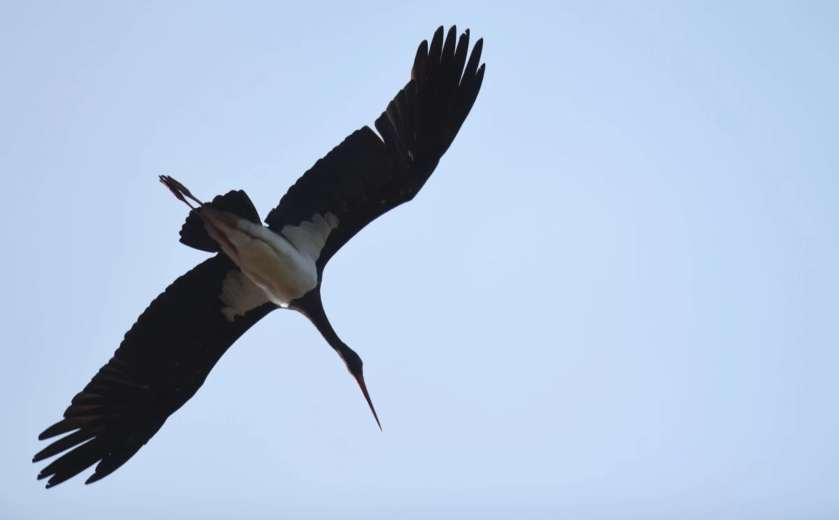 To jedyny taki projekt edukacyjny w Europie: w internecie można oglądać to, co się dzieje w gnieździe pary bocianów czarnych na terenie łódzkiej Regionalnej Dyrekcji Lasów Państwowych. Jak mówi rzecznik jednostki Hanna Bednarek-Kolasińska, ostatnio w gnieździe wydarzył się dramat - bociany straciły jajo.