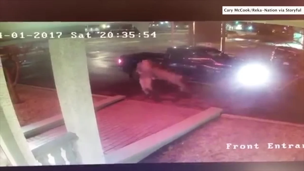 Pewien mężczyzna podwiózł swojego kolegę do hotelu, gdzie ten miał zamiar odpocząć po całym dniu pracy. Gdy wysiadł z samochodu i zamknął za sobą drzwi, niespodziewanie przewrócił go rozpędzony jeleń. Spłoszone zwierzę natychmiast uciekło, ale mężczyźnie chwilę zajęło, nim zrozumiał, co stało się kilka sekund wcześniej. Do tego nietypowaego zdarzenia doszło w Kolumbii Brytyjskiej w Kanadzie.