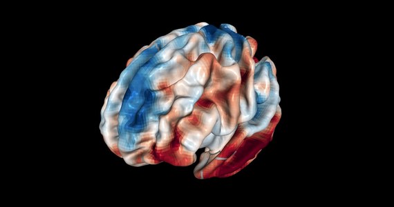 Naukowcy z Triestu wiedzą już, gdzie w naszym mózgu zapada decyzja, by komuś wybaczyć. Na łamach czasopisma "Scientific Reports" opisują wyniki badań wskazujących też, że nasza zdolność do puszczenia czyjejś winy w niepamięć ma swoje anatomiczne uwarunkowania. Jak się okazuje, w przypadku win nieumyślnych, chętniej wybaczają osoby, których przednia bruzda skroniowa górna (aSTS) zawiera więcej szarej materii.