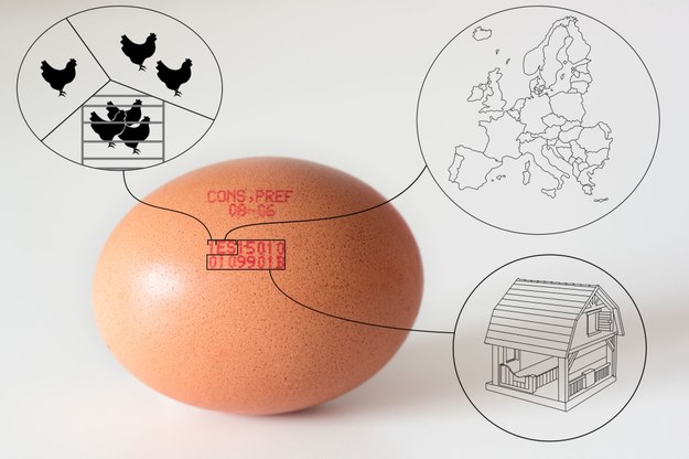 Pieczątki na jajkach kryją w sobie wiele pożytecznych informacji, takich jak kraj pochodzenia, czy sposób hodowania kur. Dalsze liczby zdradzą nam, z którego województwa, a nawet od którego hodowcy pochodzą. Które najlepiej wybierać? Dowiedz się w materiale wideo! 