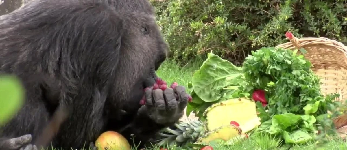 Najstarsza gorylica w Europie świętowała swoje 60. urodziny w berlińskim zoo. Turyści mogli obserwować jubilatkę podczas wytwornego posiłku oraz chwili relaksu. Fatou jest drugim najstarszym zwierzęciem zamieszkującym ogród zoologiczny w Berlinie.