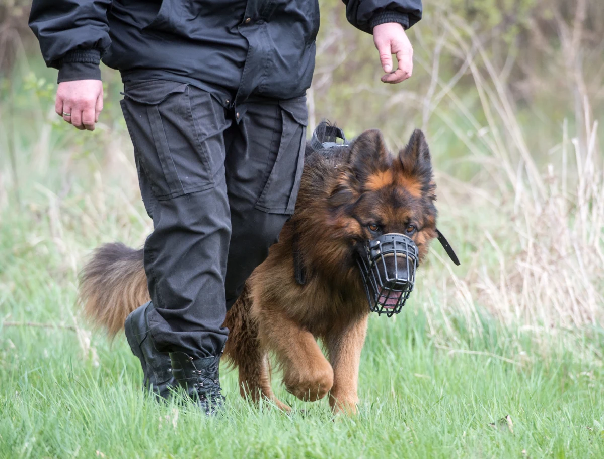 40 psów patrolowych i patrolowo-tropiących, które służą w policji, sprawdzano w Łodzi. Czworonogi zdawały egzamin m.in. na posłuszeństwo, pokonywały przeszkody, atakowały pozoranta i podejmowały trop śladu człowieka.