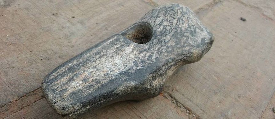 Wykonany z rogu jelenia toporek trafił do muzeum w Kamieniu Pomorskim. Zabytek może mieć nawet 9 tysięcy lat. 