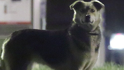 Niezwykła historia psiej uciekinierki. Przebiegła ponad 600 km