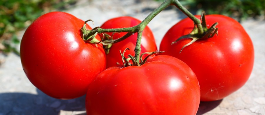 ​Rosja może stracić do 1,5 mld dolarów z powodu zakazu dostaw swych produktów rolnych do Turcji, czyli pięć razy więcej, niż mogą wynieść straty Turcji z powodu rosyjskiego embarga na tureckie pomidory - pisze rosyjski dziennik "Wiedomosti".