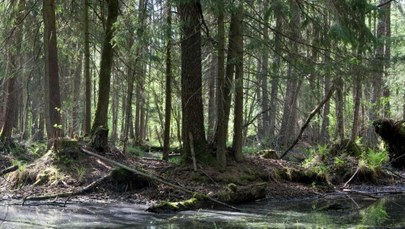 Turysta zasłabł w Puszczy Białowieskiej. Interweniowały polskie i białoruskie służby