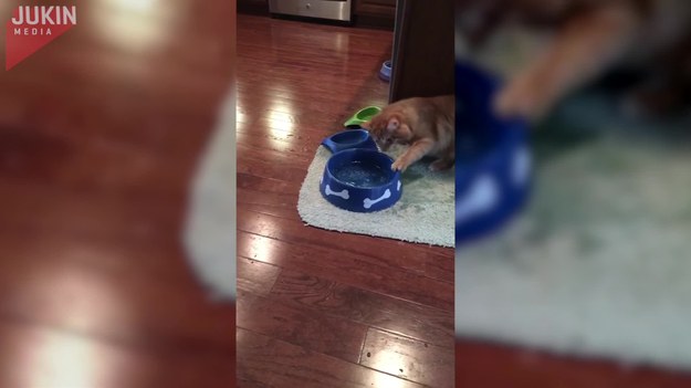 Kot wykorzystał nieobecność swojego większego kolegi - psa - i dobrał się do jego miski z wodą. Ale wcale nie chodziło mu o to, żeby ugasić pragnienie.