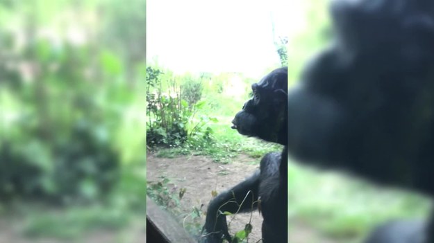 Ten film łapie za serce. Szympans z zoo pokochał małego chłopca, który okazał mu zainteresowanie i przesyłał urocze całuski. Zobaczcie, jak reagował zwierzak.