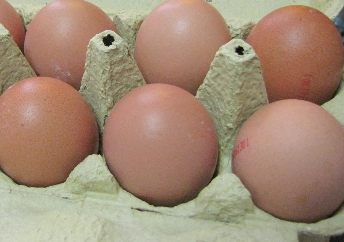 Ekstrawagancki artysta performer Abraham Poincheval wysiadywał jaja w szklanej gablocie w Muzeum Sztuki Nowoczesnej w Paryżu. Po trzech tygodniach wykluły się kurczaki.