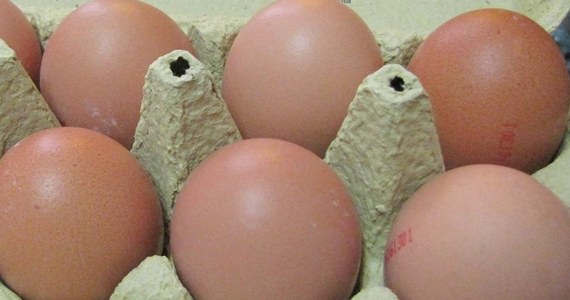 Ekstrawagancki artysta performer Abraham Poincheval wysiadywał jaja w szklanej gablocie w Muzeum Sztuki Nowoczesnej w Paryżu. Po trzech tygodniach wykluły się kurczaki.