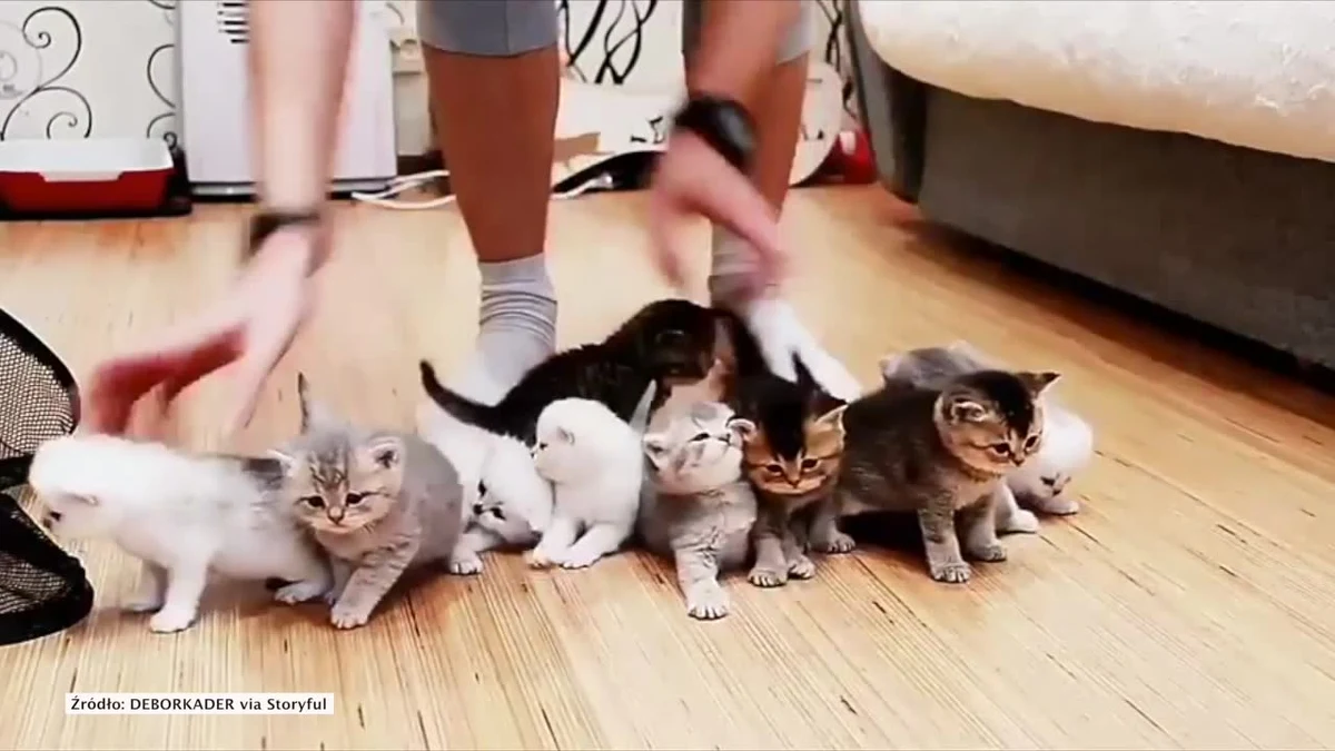 Właściciel gromady małych kociaków postanowił zrobić im zdjęcie grupowe. Chciał ustawić je w jednym miejscu, ale okazało się to trudniejsze niż przypuszczał. Czy to w ogóle możliwe?