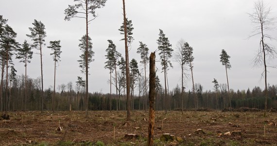 Polska może odpowiedzieć przed Trybunałem Sprawiedliwości Unii Europejskiej za wycinkę drzew w Puszczy Białowieskiej. Jak donosi korespondentka RMF FM Katarzyna Szymańska-Borginon, Komisja Europejska jeszcze w tym tygodniu przejdzie do ostatniego etapu procedury o naruszenie unijnego prawa. 