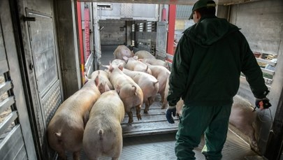 Unijny komisarz ds. rolnictwa ostro o polskich władzach. "Nie mają planu"