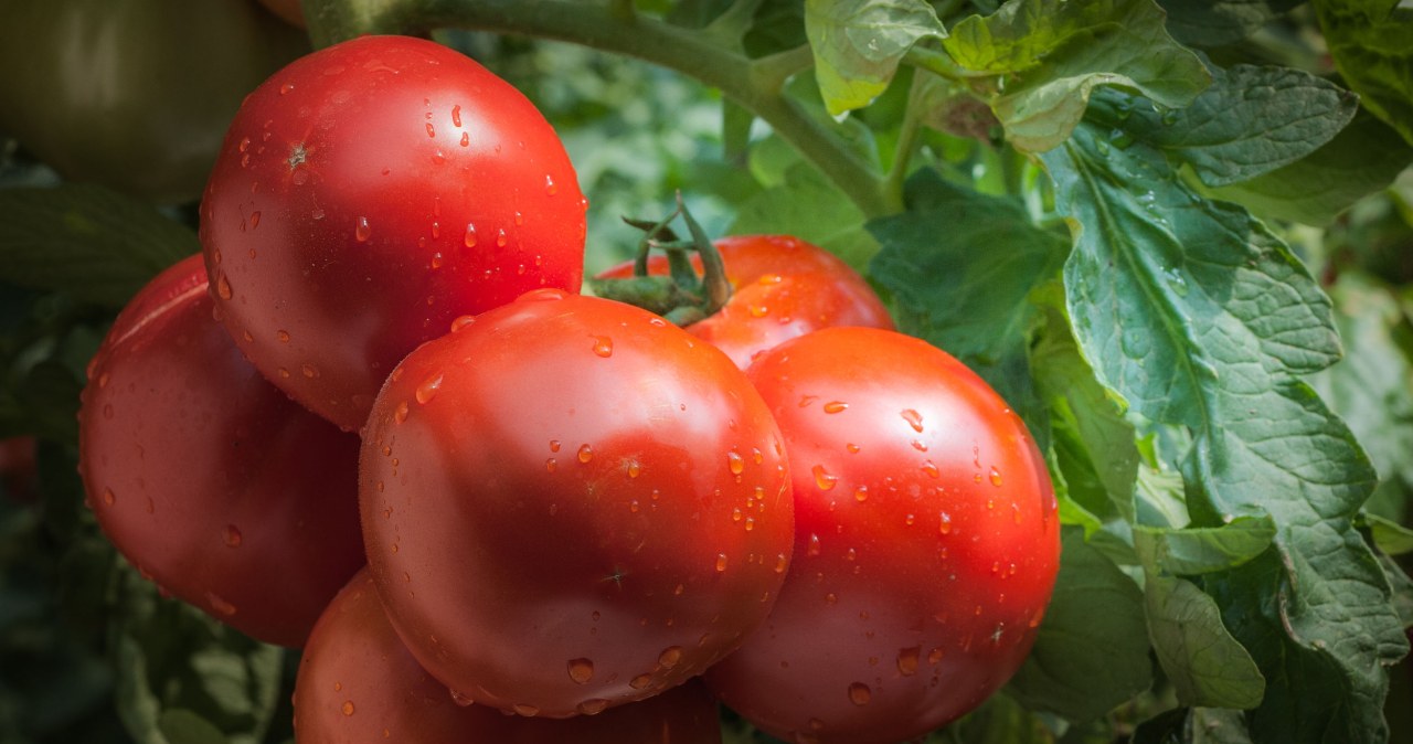 Sąsiad podsypuje tym pomidory. Jego warzywnik pęka w szwach
