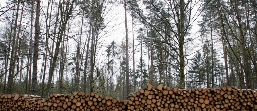 Kolejne upomnienie dla Polski w związku z decyzją o zwiększonej wycince w Puszczy Białowieskiej. Komisja Europejska przeszła do drugiego etapu prowadzonej od ubiegłego roku procedury przeciwko naszemu państwu.