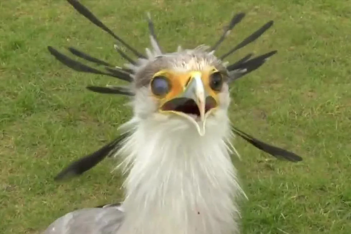 ​Afrykański ptak drapieżny sekretarz, mieszkający w parku ornitologicznym w Walsrode w Niemczech, stracił nogę w wyniku urazu. Teraz wraca do pełnej sprawności dzięki protezie wykonanej z pomocą drukarki 3D.