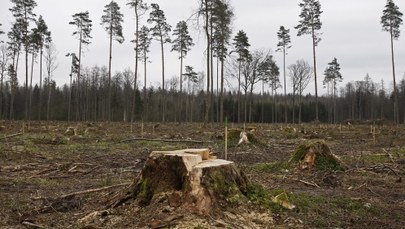 Puszcza Białowieska: Przez 5 lat wycięto 157 tys. drzew zasiedlonych przez korniki