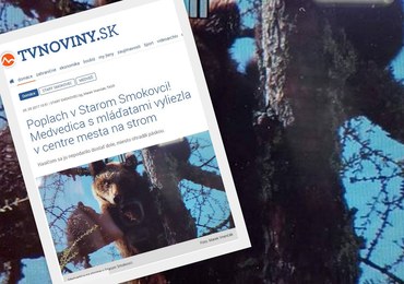 Wystraszone niedźwiedzie wdrapały się na drzewo w centrum słowackiego miasta