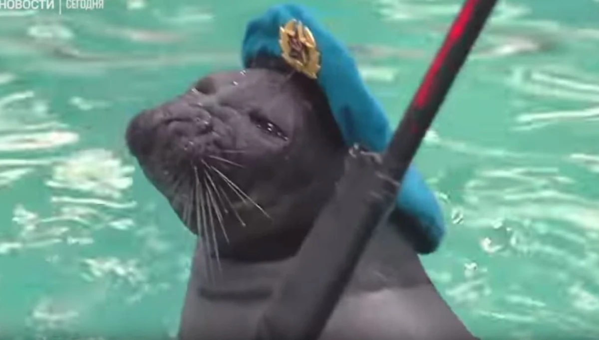 9 maja Rosjanie będą świętowali Dzień Zwycięstwa, czyli zakończenie II wojny światowej. Choć jeszcze trochę czasu pozostało, to próby przed uroczystościami odbywają się już teraz w całym kraju. Dryl narzucono także... fokom.