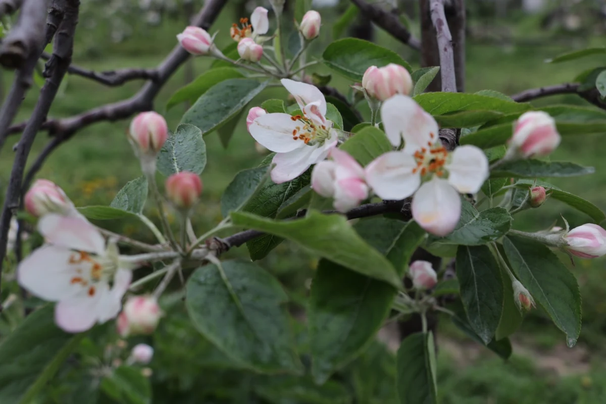 "Ten sezon to dla nas katastrofa! Czereśni i jabłek będzie mniej, a ich ceny pójdą w górę" - skarżą się sadownicy na Mazowszu. Przed nami są trzy zimne dni z przymrozkami. Na wschodzie kraju temperatura może spaść nawet do -5 stopni.