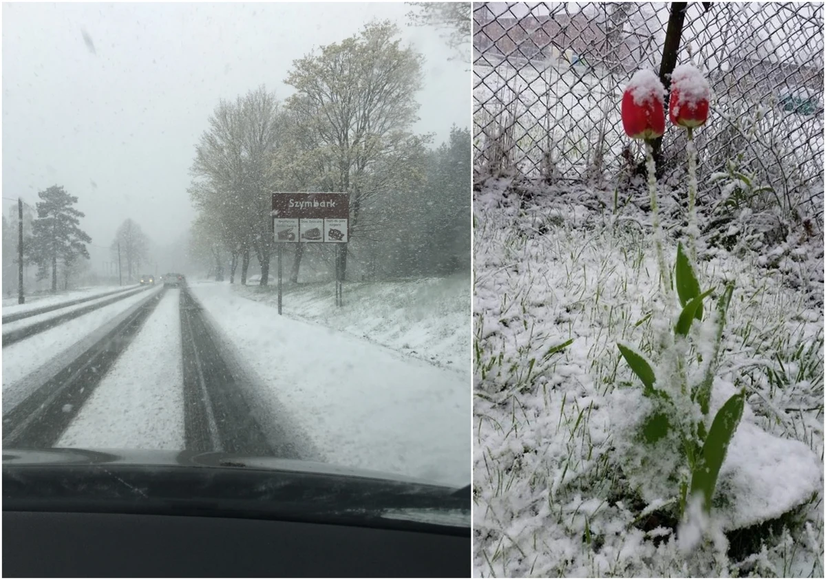 W kalendarzu 9 maja, ale pogoda zdaje się zupełnie tym nie przejmować... Na Mazurach i Kaszubach o poranku sypnęło śniegiem! Sygnały o zimie na wiosnę dostaliśmy również z okolic Słupska. Zobaczcie zdjęcia, które Słuchacze przesłali nam na Gorącą Linię RMF FM!