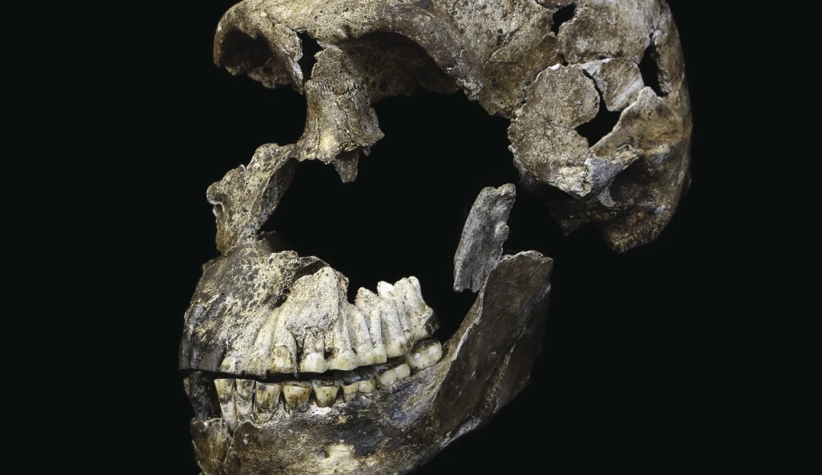 Naukowcy mocno potrząsnęli naszym drzewem genealogicznym. Ogłosili dziś, że nasi dalecy przodkowie z gatunku Homo sapiens mogli około 300 tysięcy lat temu zamieszkiwać południe Afryki wspólnie ze znacznie bardziej pierwotnym gatunkiem Homo naledi, o którym myślano, że wyginął znacznie wcześniej. Doniesienia badaczy pracujących pod kierunkiem Lee Bergera z University of Witwatersrand w Johannesburgu publikuje w trzech artykułach czasopismo "eLife".