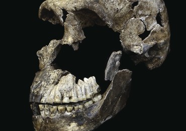 Homo naledi - kolejny krewny, z którym mogliśmy się krzyżować?