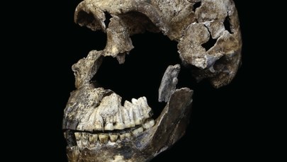 Homo naledi - kolejny krewny, z którym mogliśmy się krzyżować?