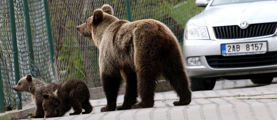 Specjaliści z Tatrzańskiego Parku Narodowego pomogli Słowakom, którzy nie mogli poradzić sobie z "upartą" niedźwiedzicą. Samica w ubiegłym tygodniu wywołała sporą sensację w słowackich mediach. Razem z dwójką młodych weszła na wierzchołek drzewa w centrum Starego Smokowca i przez kilka godzin nie chciała stamtąd zejść. 