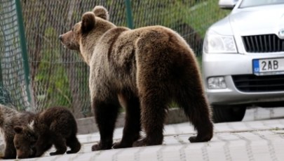 Polscy specjaliści pomogli Słowakom uporać się z "upartą" niedźwiedzicą 